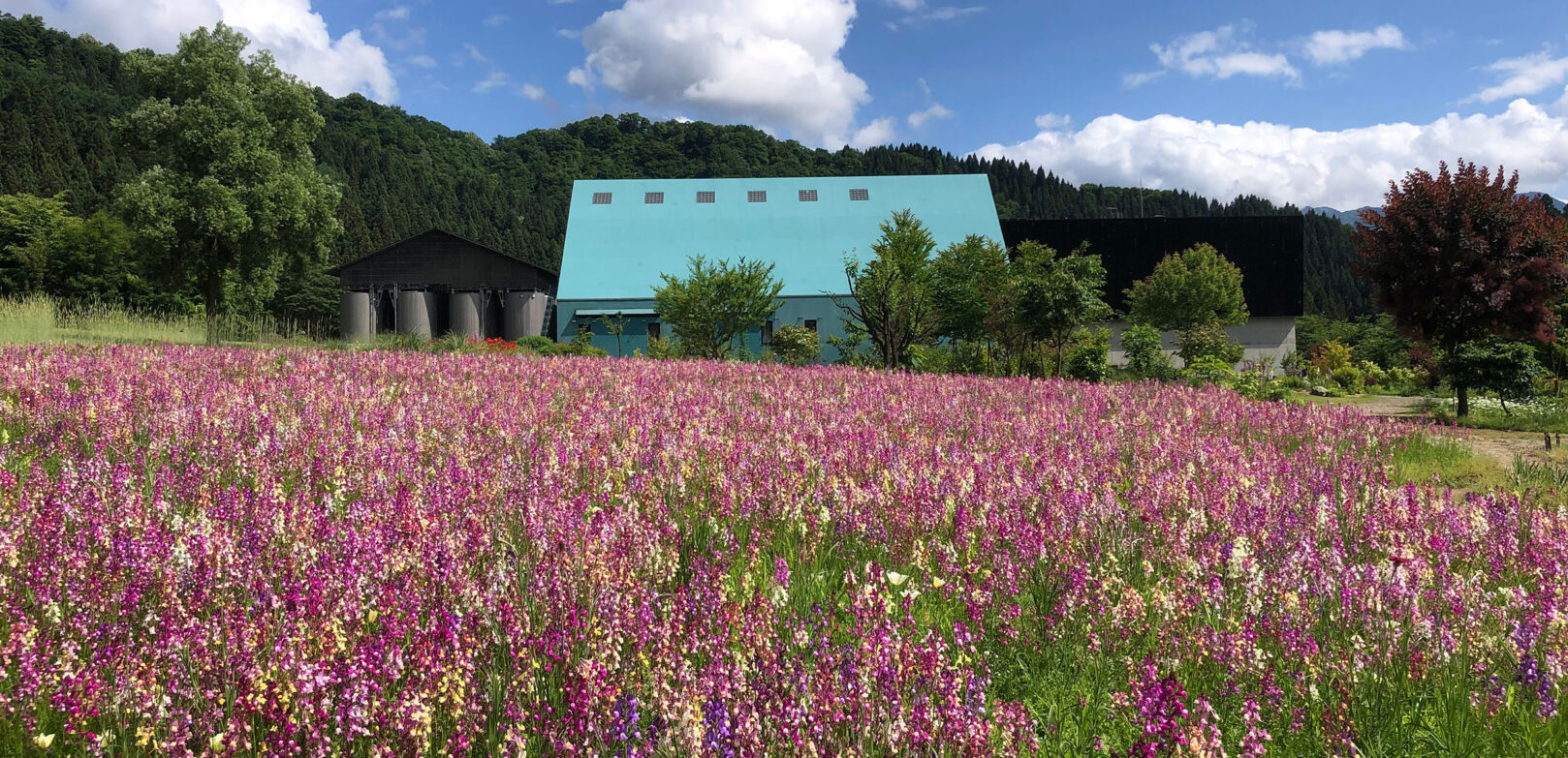 魚沼の里ガーデン